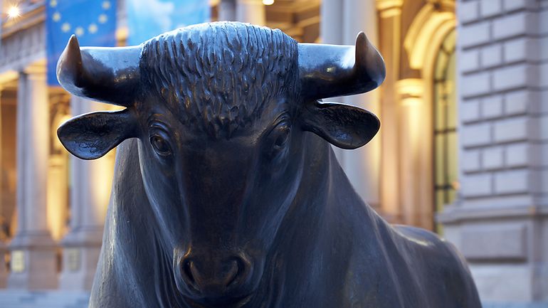Bull frontal