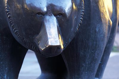 Bear frontal